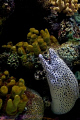   This spotted moray eel most likely waiting prey feast on. on  